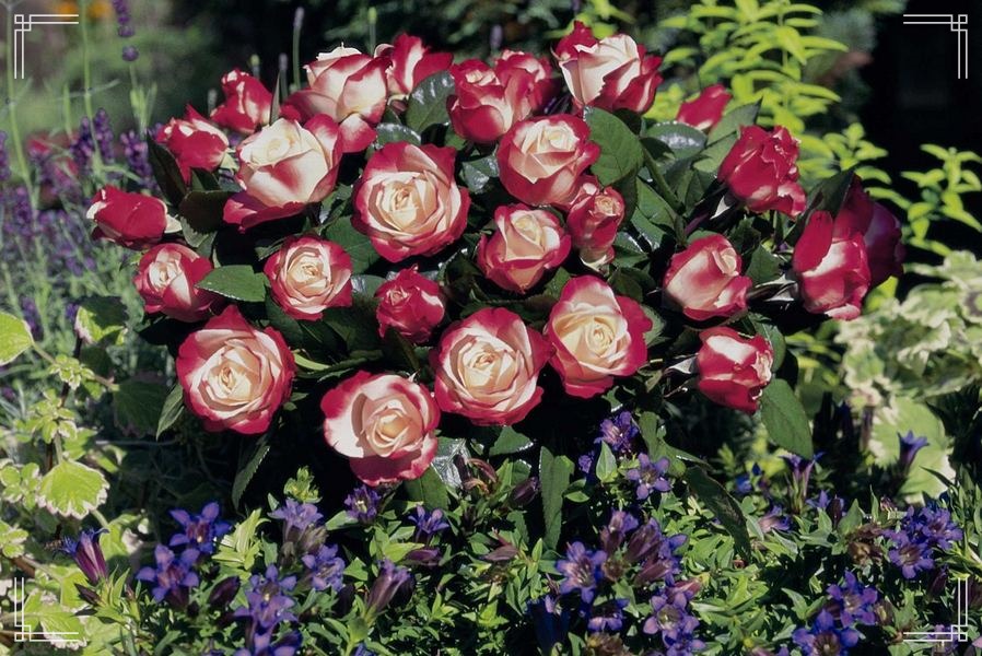 Nostalgie róże wielkokwiatowe